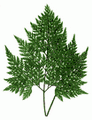 سرخس پای خرگوش
